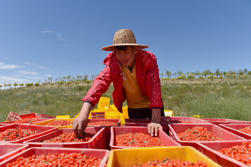 中宁县农技咨询服务中心